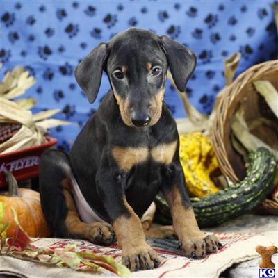 Doberman Pinscher Puppies for Sale