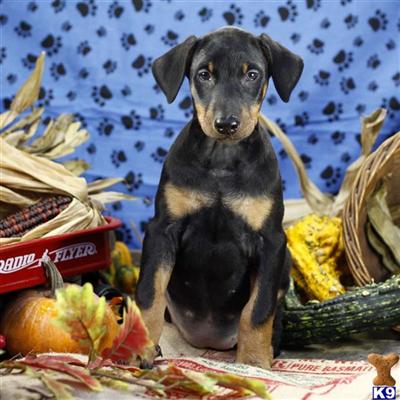 Doberman Pinscher Puppies for Sale