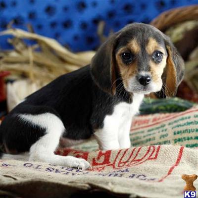 Beagle Puppies for Sale