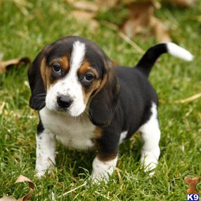 Beagle Puppies for Sale