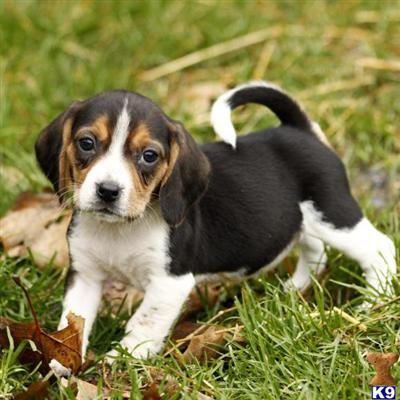 Beagle Puppies for Sale