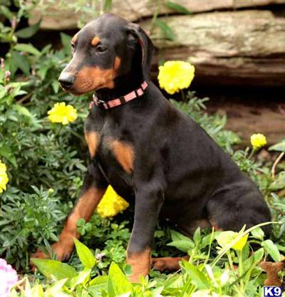 Doberman Pinscher Puppies for Sale