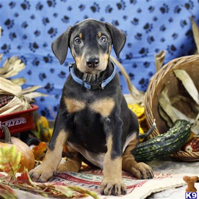 Doberman Pinscher Puppies for Sale