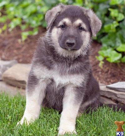 German Shepherd Puppies for Sale