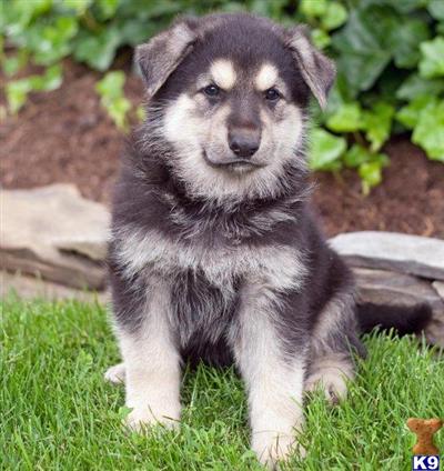 German Shepherd Puppies for Sale