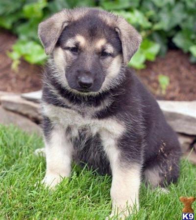 German Shepherd Puppies for Sale