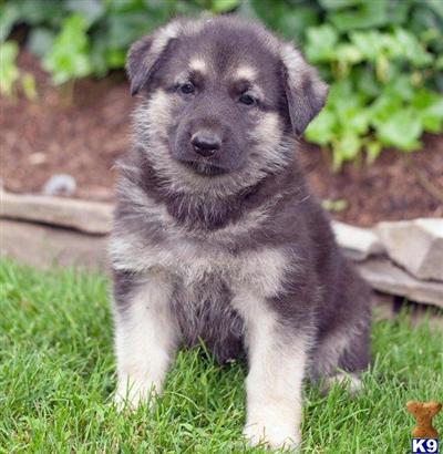 German Shepherd Puppies for Sale