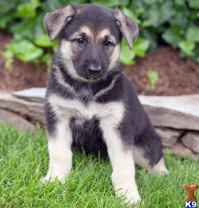 German Shepherd Puppies for Sale