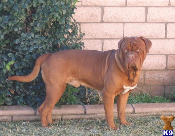 Dogue+de+bordeaux+puppies+for+sale+in+virginia