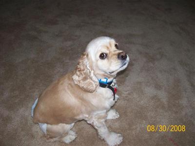 Female Dogs