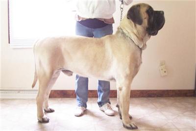 Stud Dogs - Mastiff