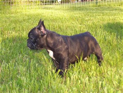 French Bulldog Puppies for Sale