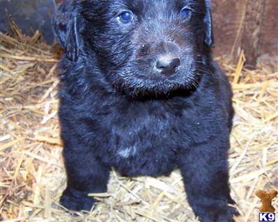 Newfoundland Puppies for Sale