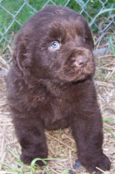 Puppies in BROOKLYN