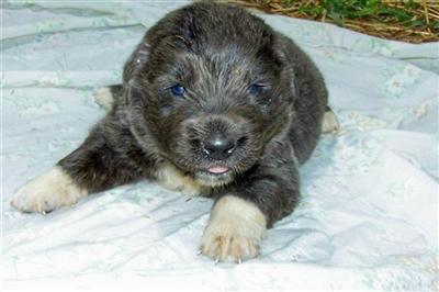 Puppies in BROOKLYN