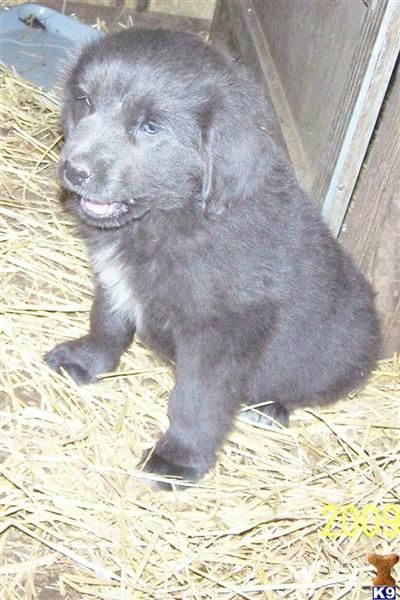 Newfoundland Puppies for Sale