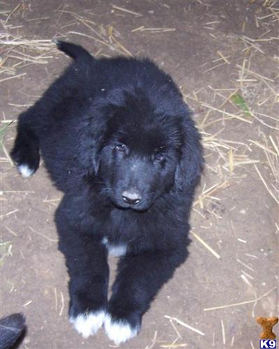 Newfoundland Puppies for Sale