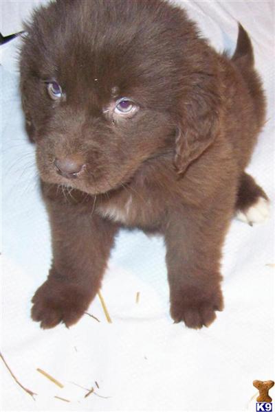 Puppies in MI