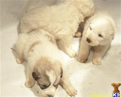 Puppies in MI