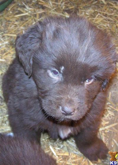 Newfoundland Puppies for Sale