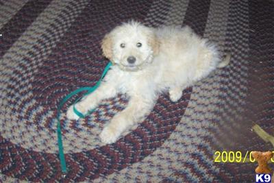 Puppies in MI
