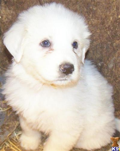 Puppies in MI