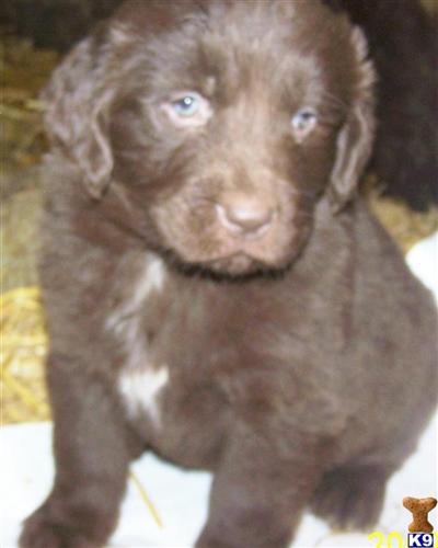 Puppies in MI
