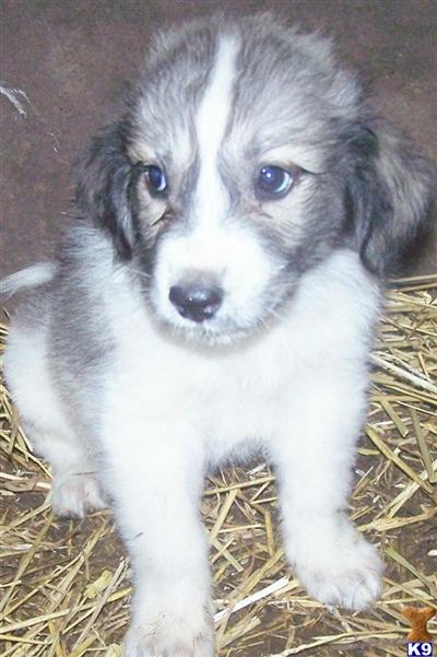 Great Pyrenees Puppies for Sale