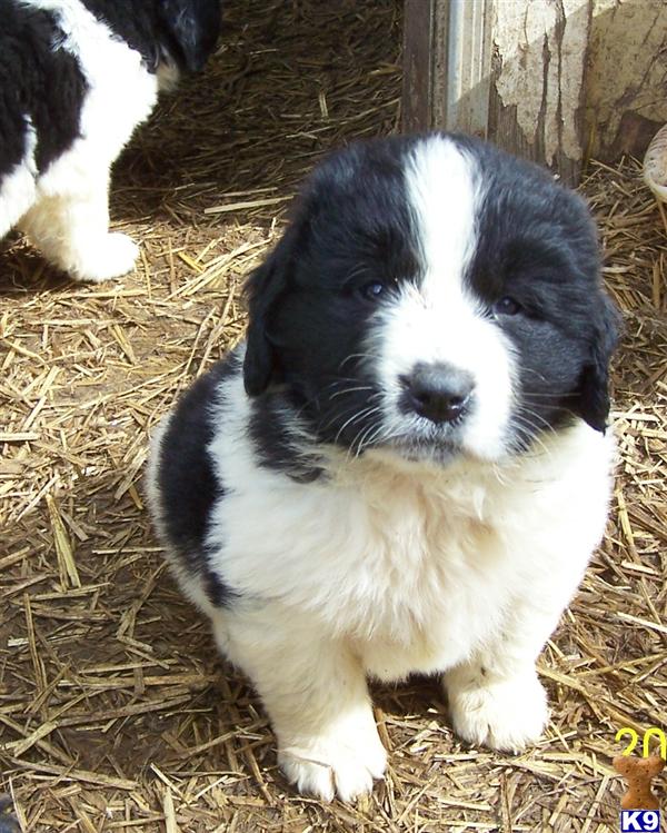 Newfoundland+puppies+mn