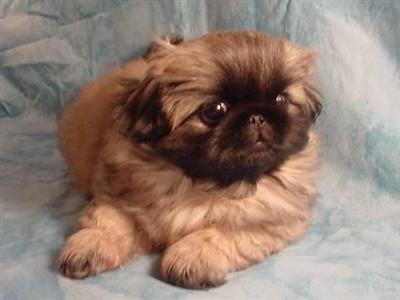 Pekingese Puppies for Sale