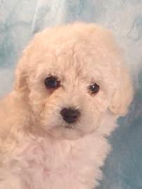 Mixed Breed Puppies for Sale