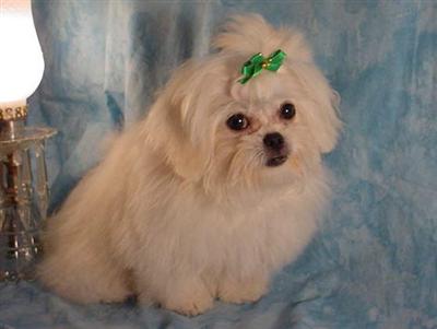 Mixed Breed Puppies for Sale