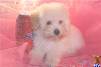Poodle Puppies for Sale
