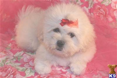 Mixed Breed Puppies for Sale