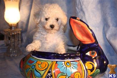 Poodle Puppies for Sale