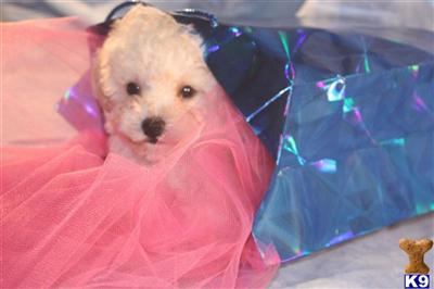 Puppies in Argyle