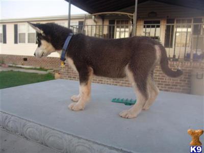 Siberian Husky Puppies for Sale