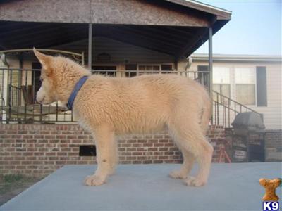 Siberian Husky Puppies for Sale