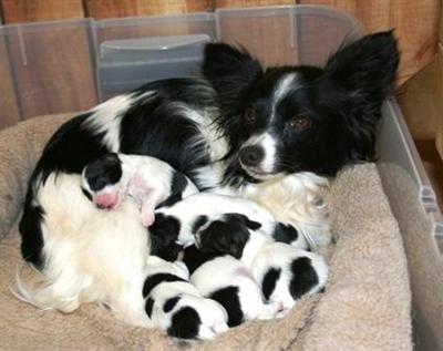 Puppies in SD