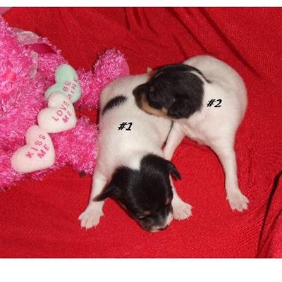 Toy Fox Terrier Puppies for Sale