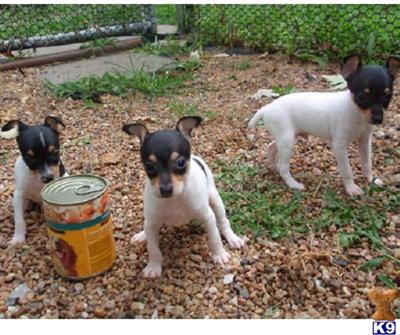Dogs for Sale in KS