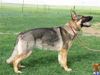 Dogs - German Shepherd