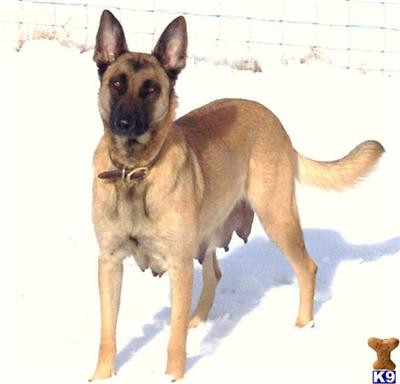 Dogs - Belgian Malinois
