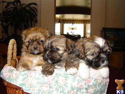 Lhasa Apso Puppies for Sale