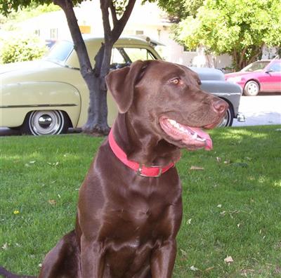 Female Dogs