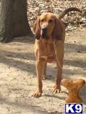 Stud Dogs in IN