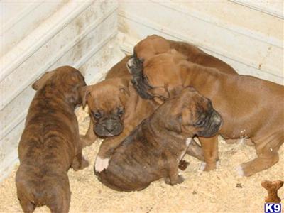 Puppies in IA