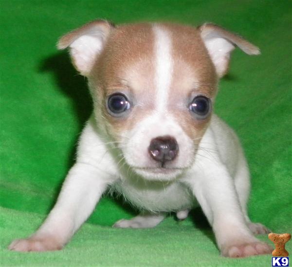 long haired chihuahua puppies for sale. long haired chihuahua puppies