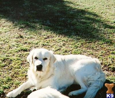 Stud Dogs in DE