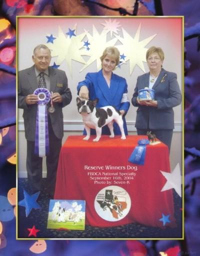 Stud Dogs - French Bulldog